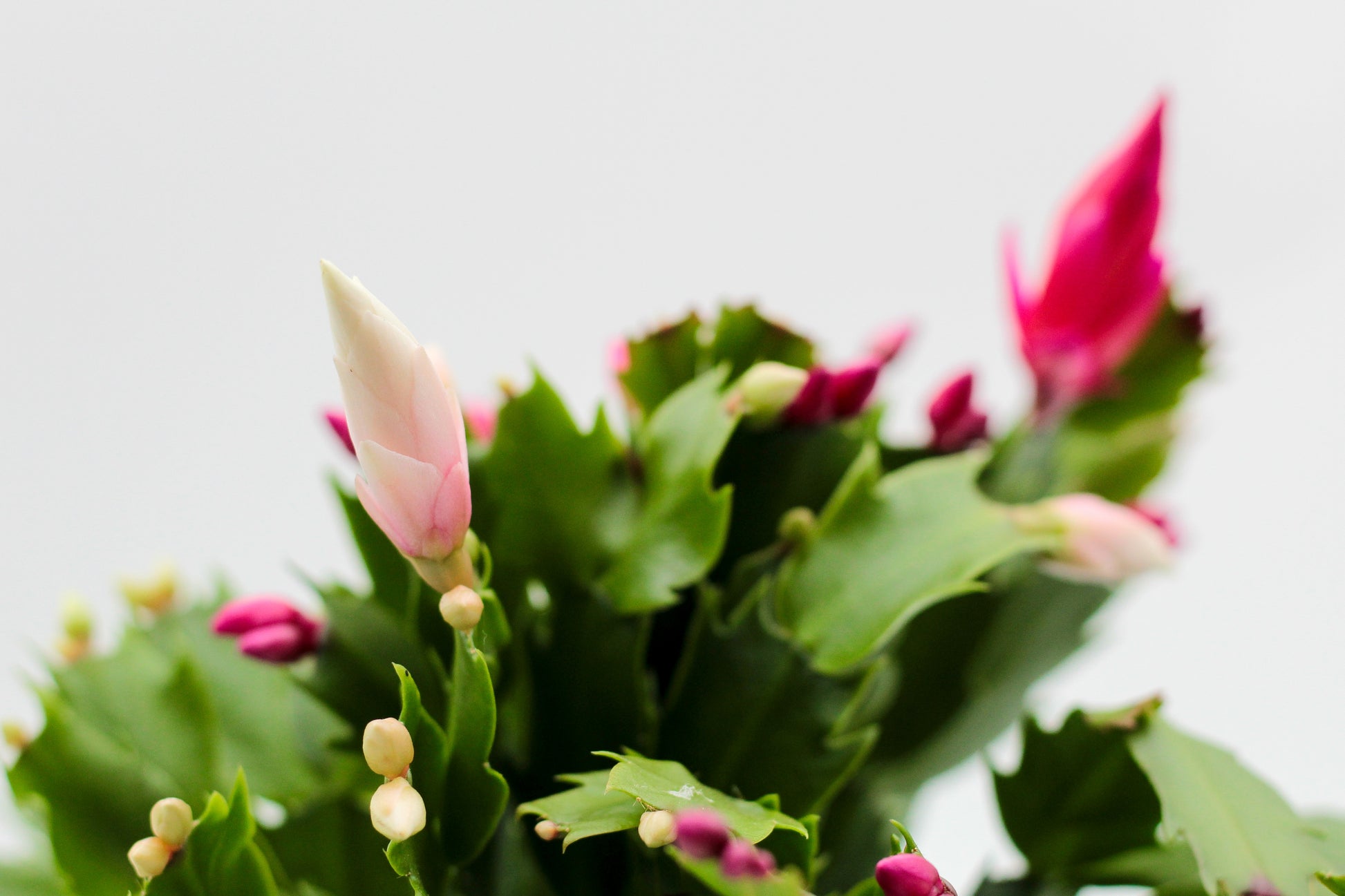 Schlumbergera bloemkleur roze, paars, oranje, rood, wit, en geel lidactus kopen online bestellen