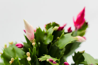 Schlumbergera bloemkleur roze, paars, oranje, rood, wit, en geel lidactus kopen online bestellen