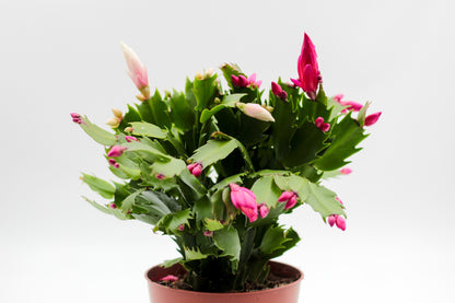 Schlumbergera bloemkleur roze, paars, oranje, rood, wit, en geel lidactus kopen online bestellen