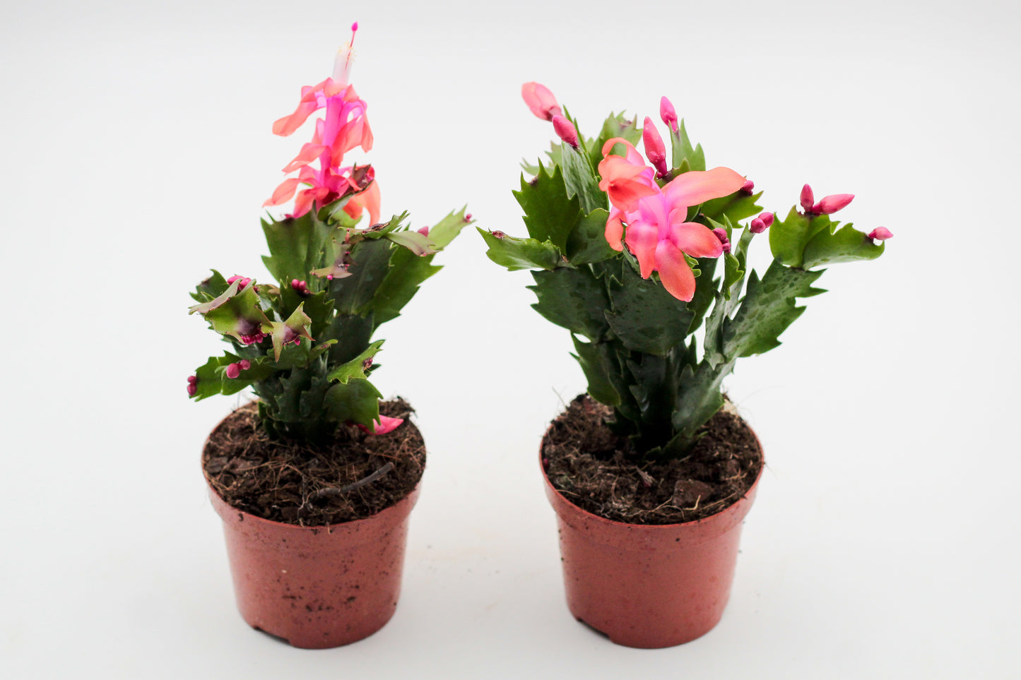 Schlumbergera bloemkleur roze, paars, oranje, rood, wit, en geel lidactus kopen online bestellen