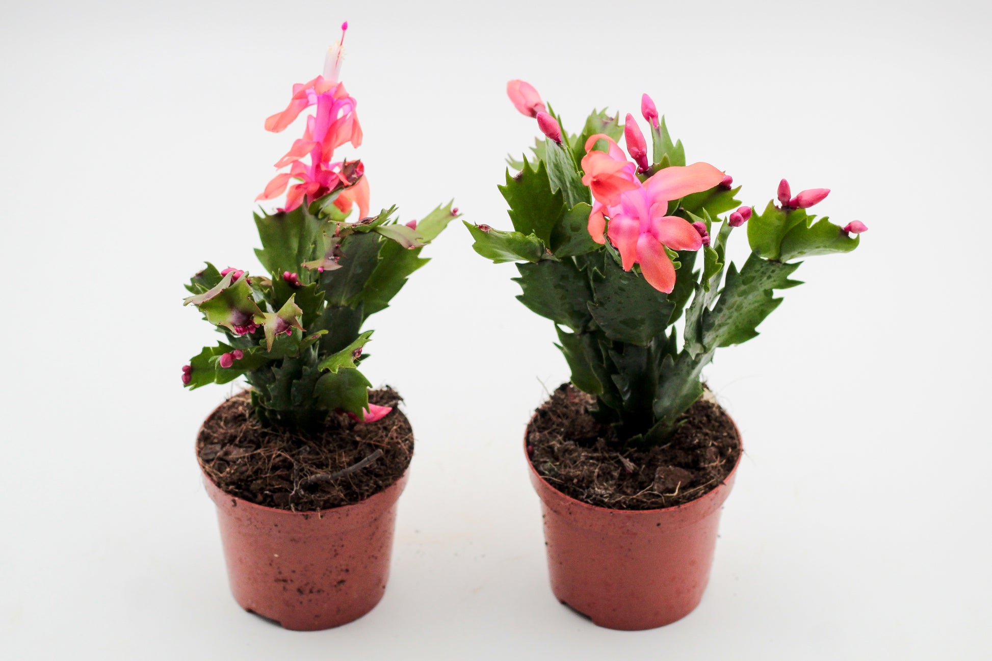 Schlumbergera bloemkleur roze, paars, oranje, rood, wit, en geel lidactus kopen online bestellen