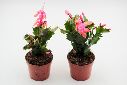 Schlumbergera bloemkleur roze, paars, oranje, rood, wit, en geel lidactus kopen online bestellen