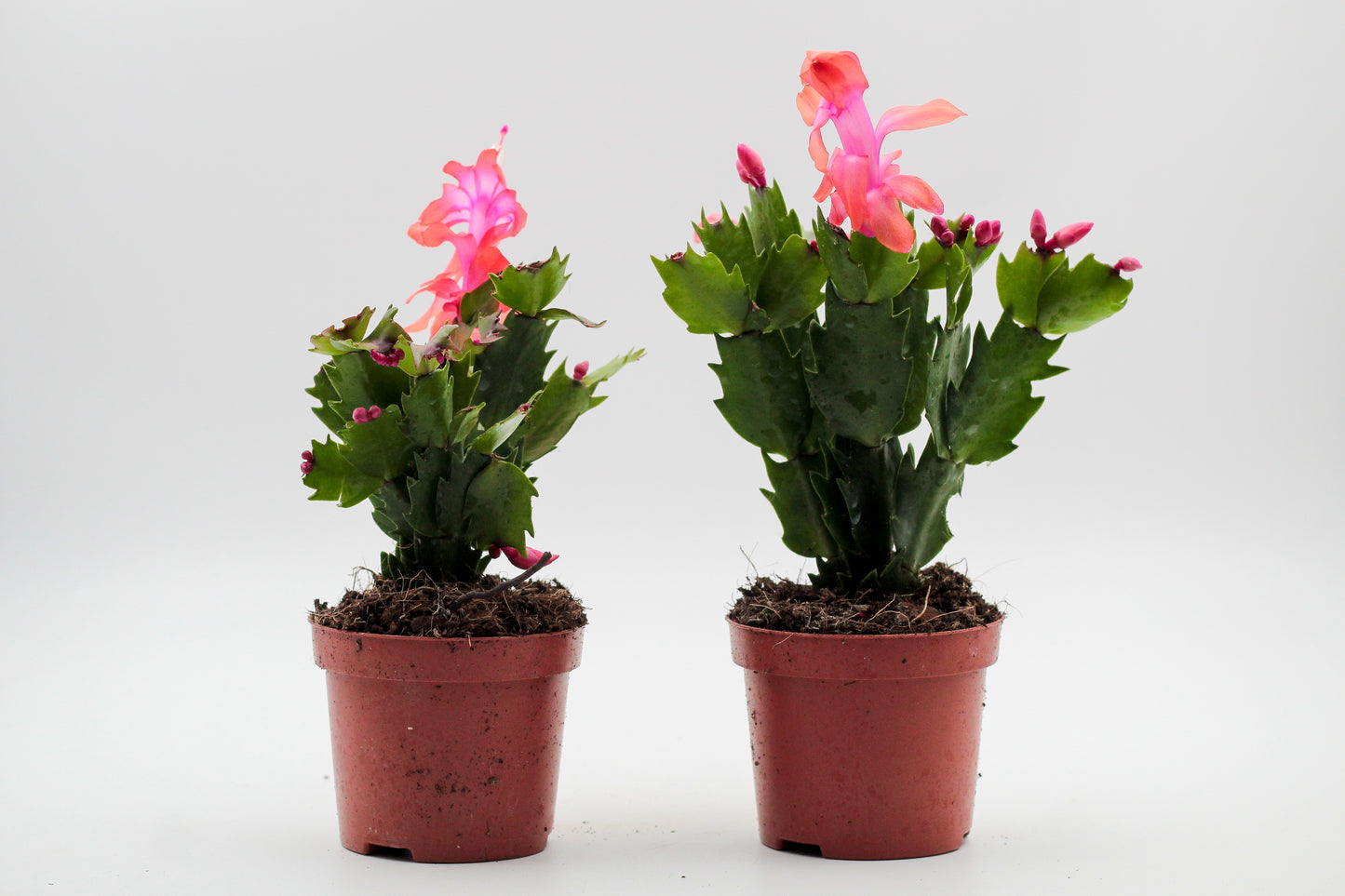 Schlumbergera bloemkleur roze, paars, oranje, rood, wit, en geel lidactus kopen online bestellen