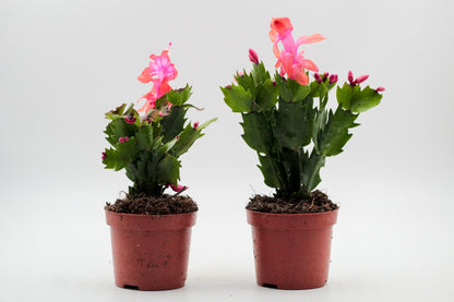 Schlumbergera bloemkleur roze, paars, oranje, rood, wit, en geel lidactus kopen online bestellen