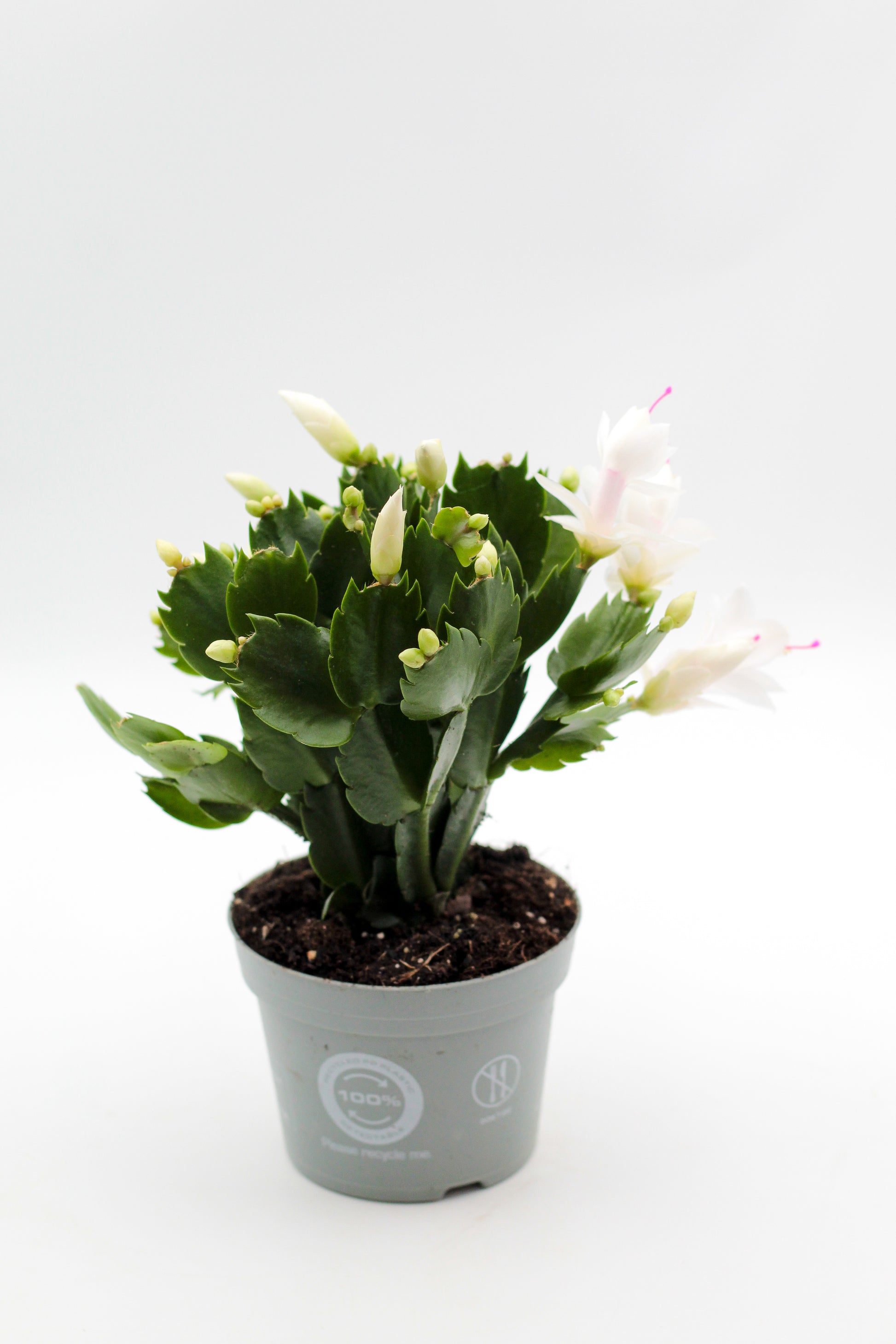 Schlumbergera bloemkleur roze, paars, oranje, rood, wit, en geel lidactus kopen online bestellen
