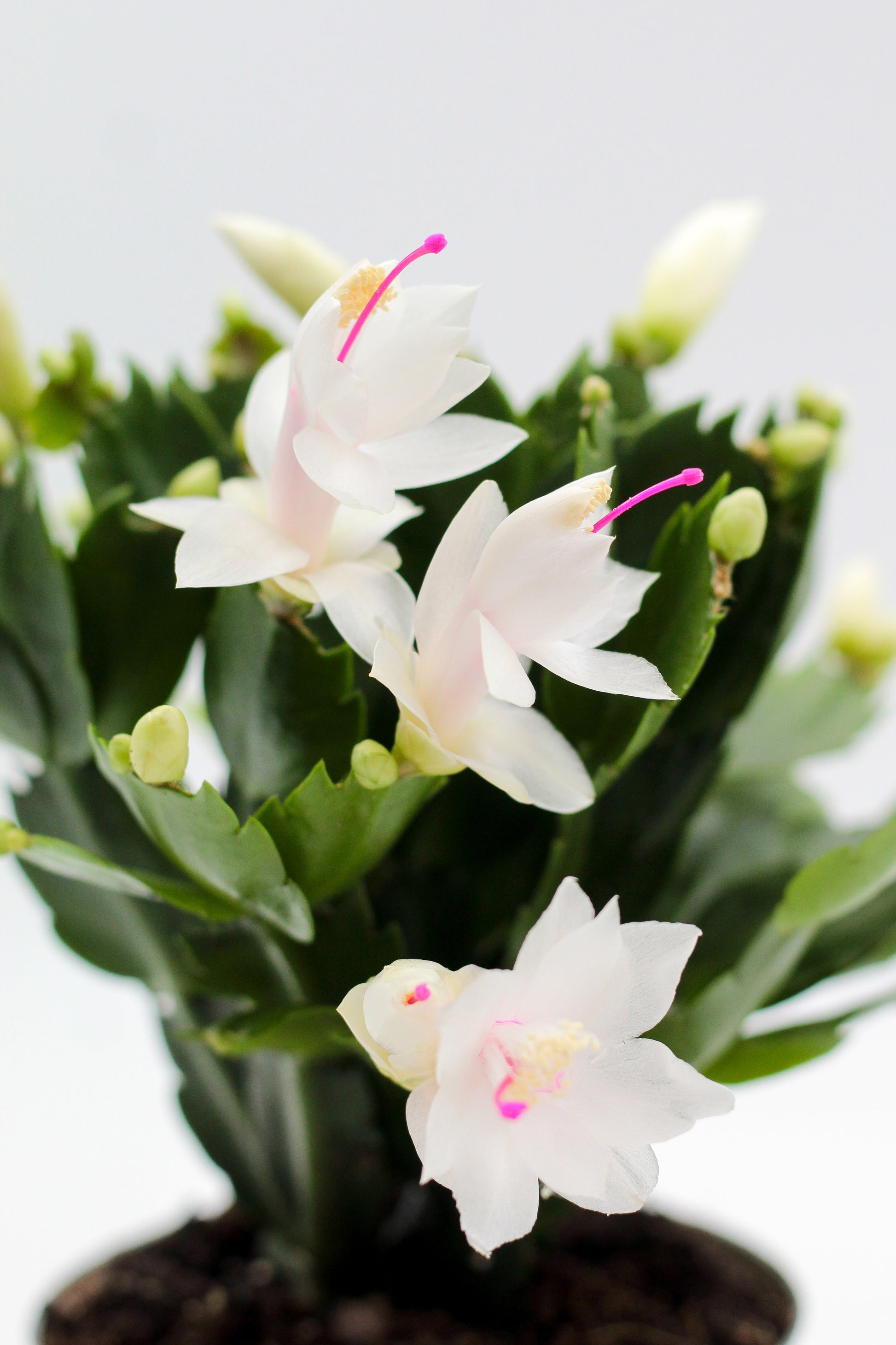 Schlumbergera bloemkleur roze, paars, oranje, rood, wit, en geel lidactus kopen online bestellen