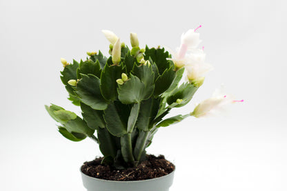 Schlumbergera bloemkleur roze, paars, oranje, rood, wit, en geel lidactus kopen online bestellen