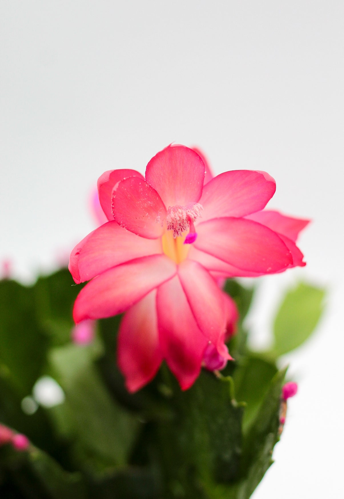 Schlumbergera bloemkleur roze, paars, oranje, rood, wit, en geel lidactus kopen online bestellen
