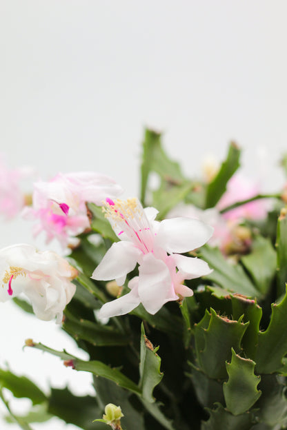 Schlumbergera lidcactus hybride Thor® Wild Cactus