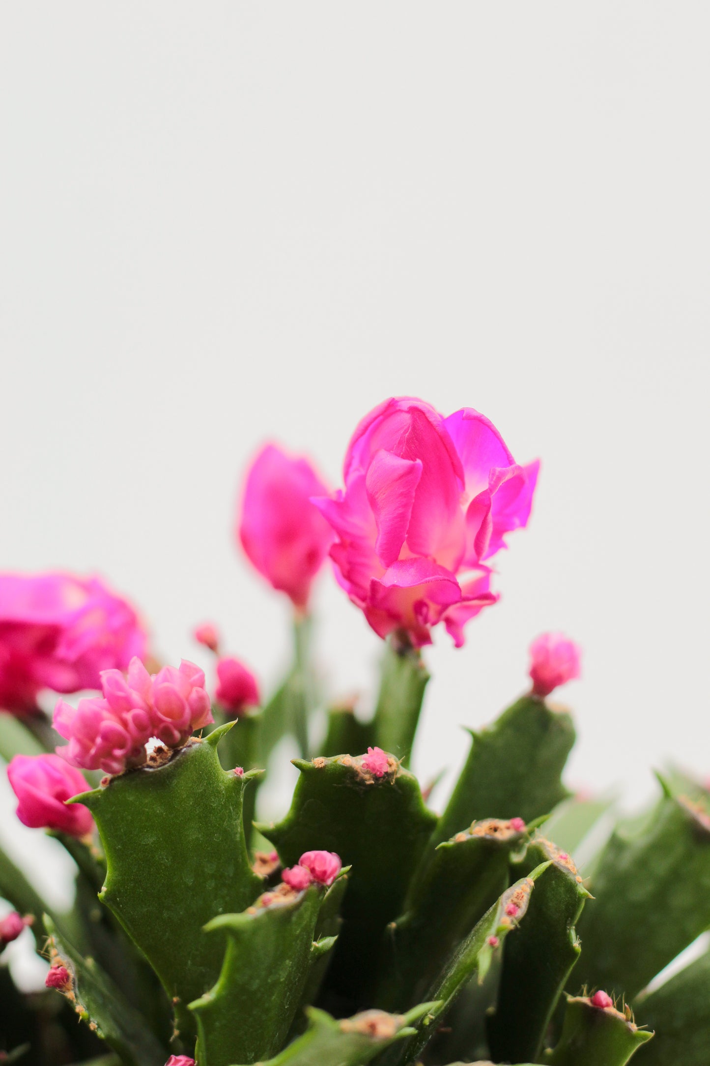 Schlumbergera lidcactus hybride Thor® Wild Cactus