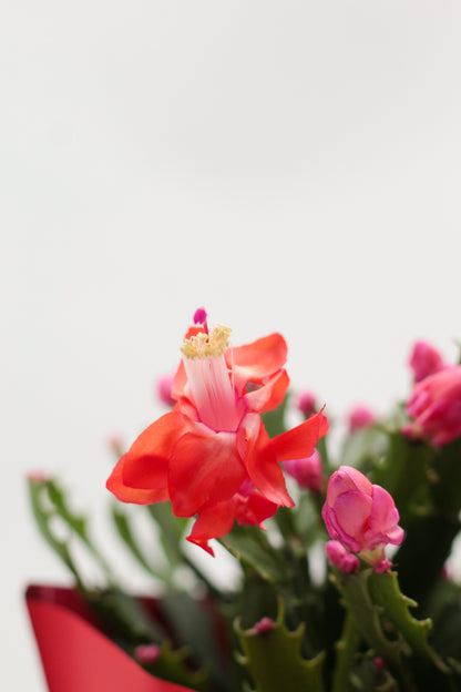 Schlumbergera lidcactus hybride Thor® Wild Cactus