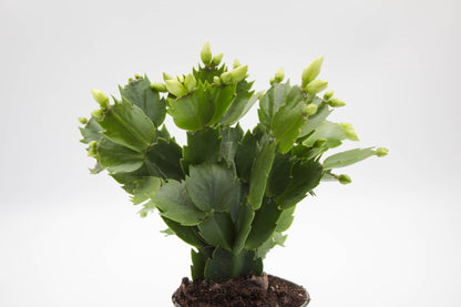 Schlumbergera lidcactus "Kerstcactus"