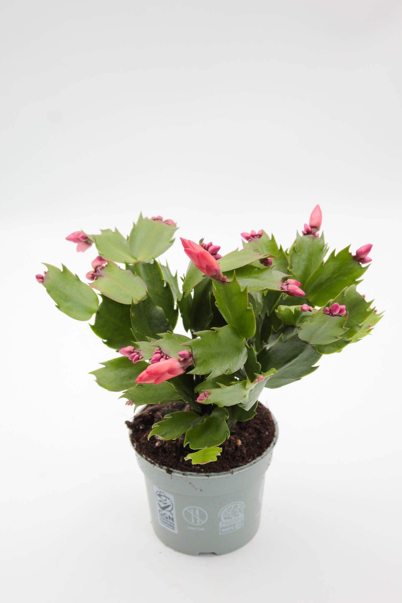 Schlumbergera lidcactus "Kerstcactus"