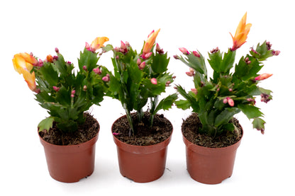 Schlumbergera lidcactus "voordeelpacks"
