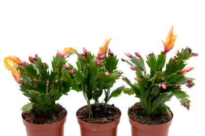 Schlumbergera lidcactus "voordeelpacks"
