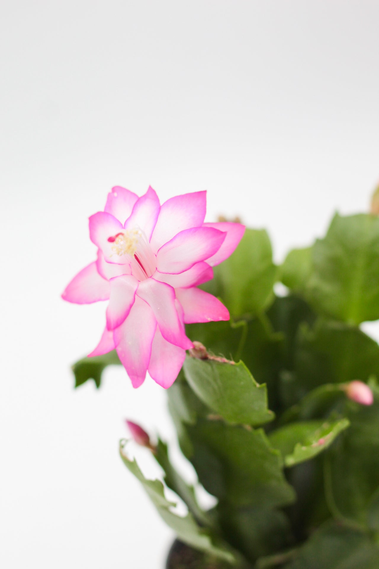 Schlumbergera lidcactus "Kerstcactus"