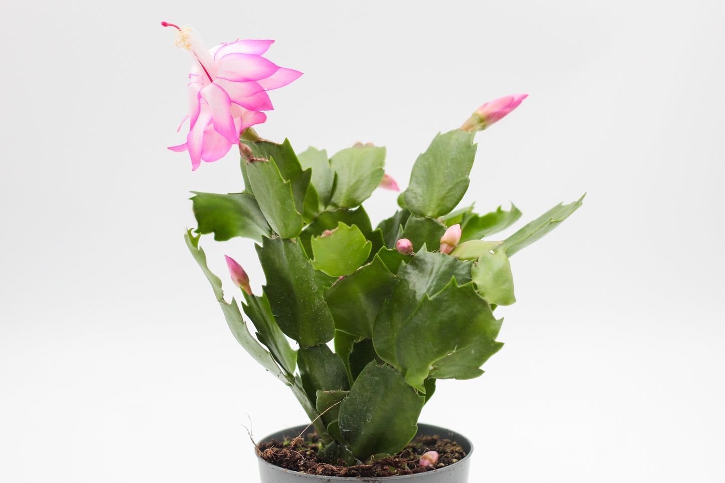 Schlumbergera lidcactus "Kerstcactus"