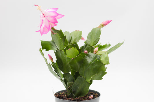 Schlumbergera lidcactus "Kerstcactus"