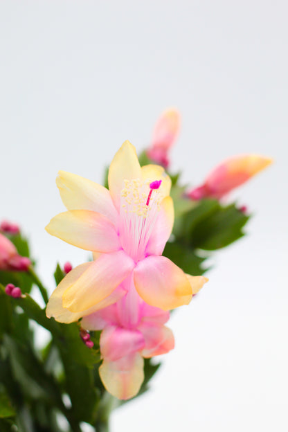 Schlumbergera lidcactus "Kerstcactus"