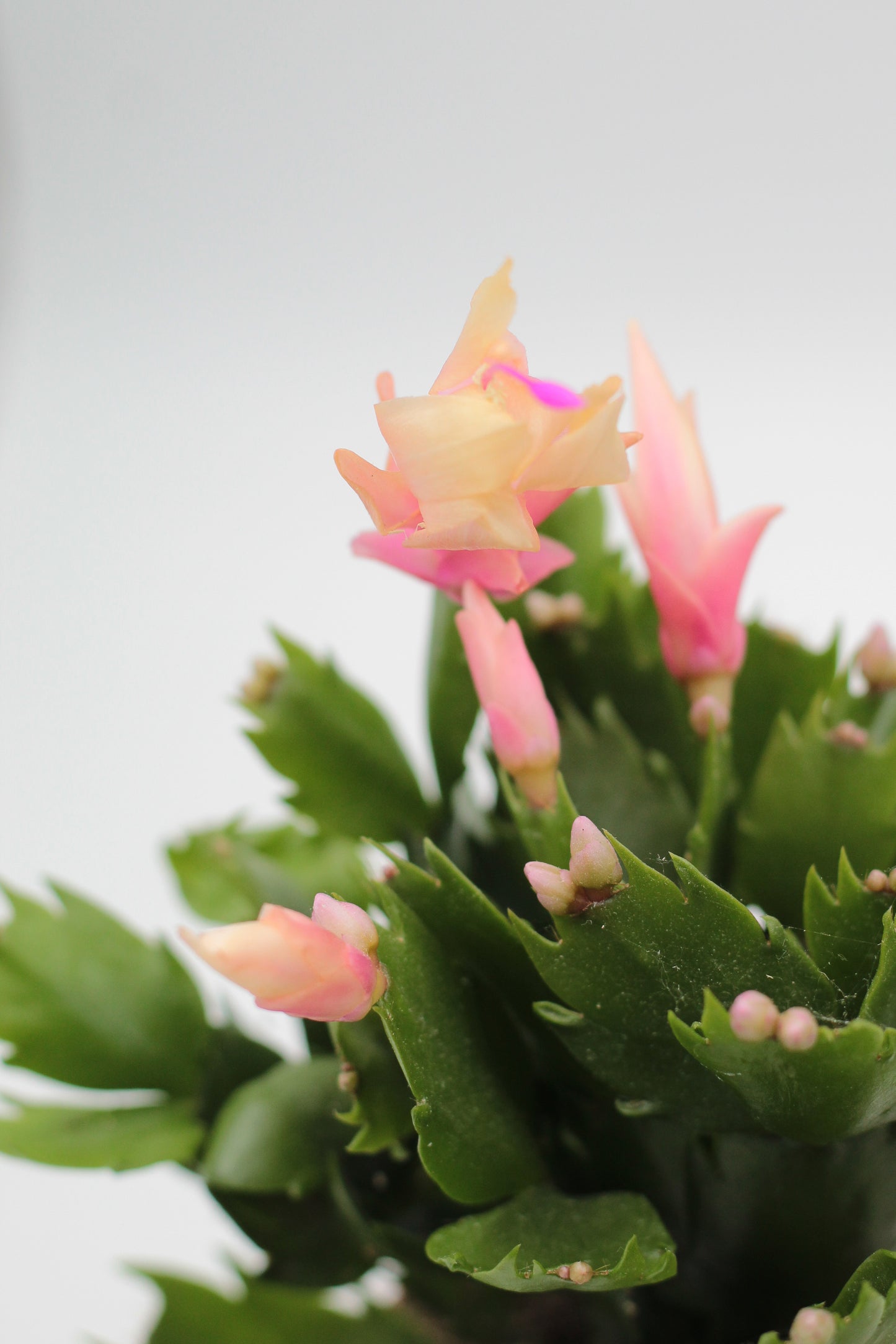 Schlumbergera lidcactus "Kerstcactus"