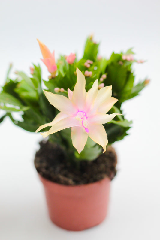 Schlumbergera lidcactus "Kerstcactus"