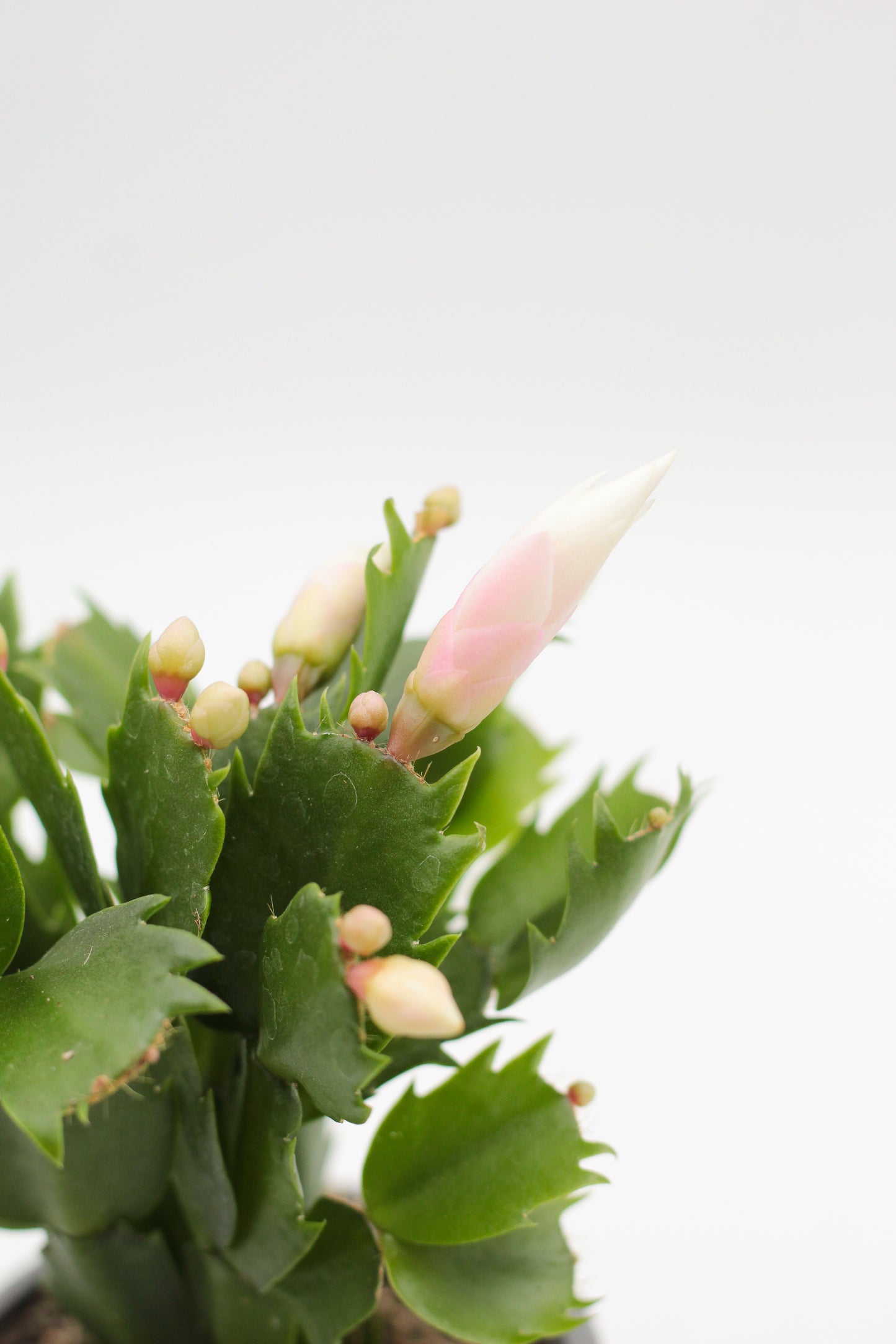 Schlumbergera lidcactus "Kerstcactus"