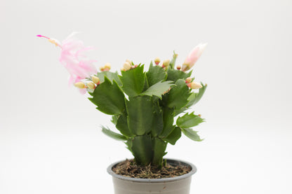 Schlumbergera lidcactus "Kerstcactus"