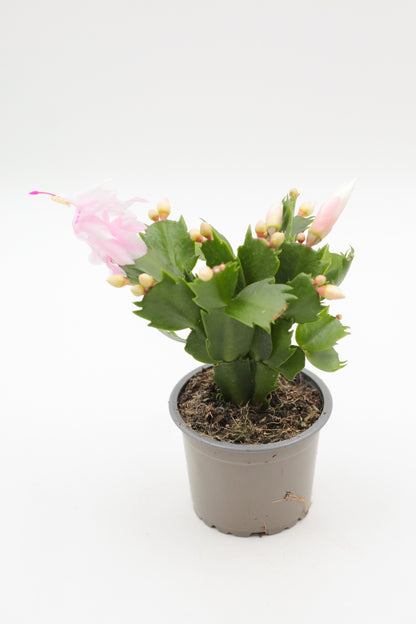 Schlumbergera lidcactus "Kerstcactus"