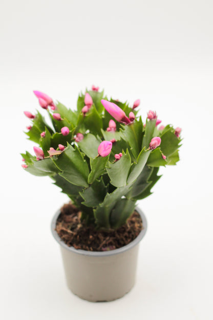 Schlumbergera lidcactus "Kerstcactus"