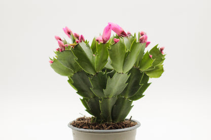 Schlumbergera lidcactus "Kerstcactus"