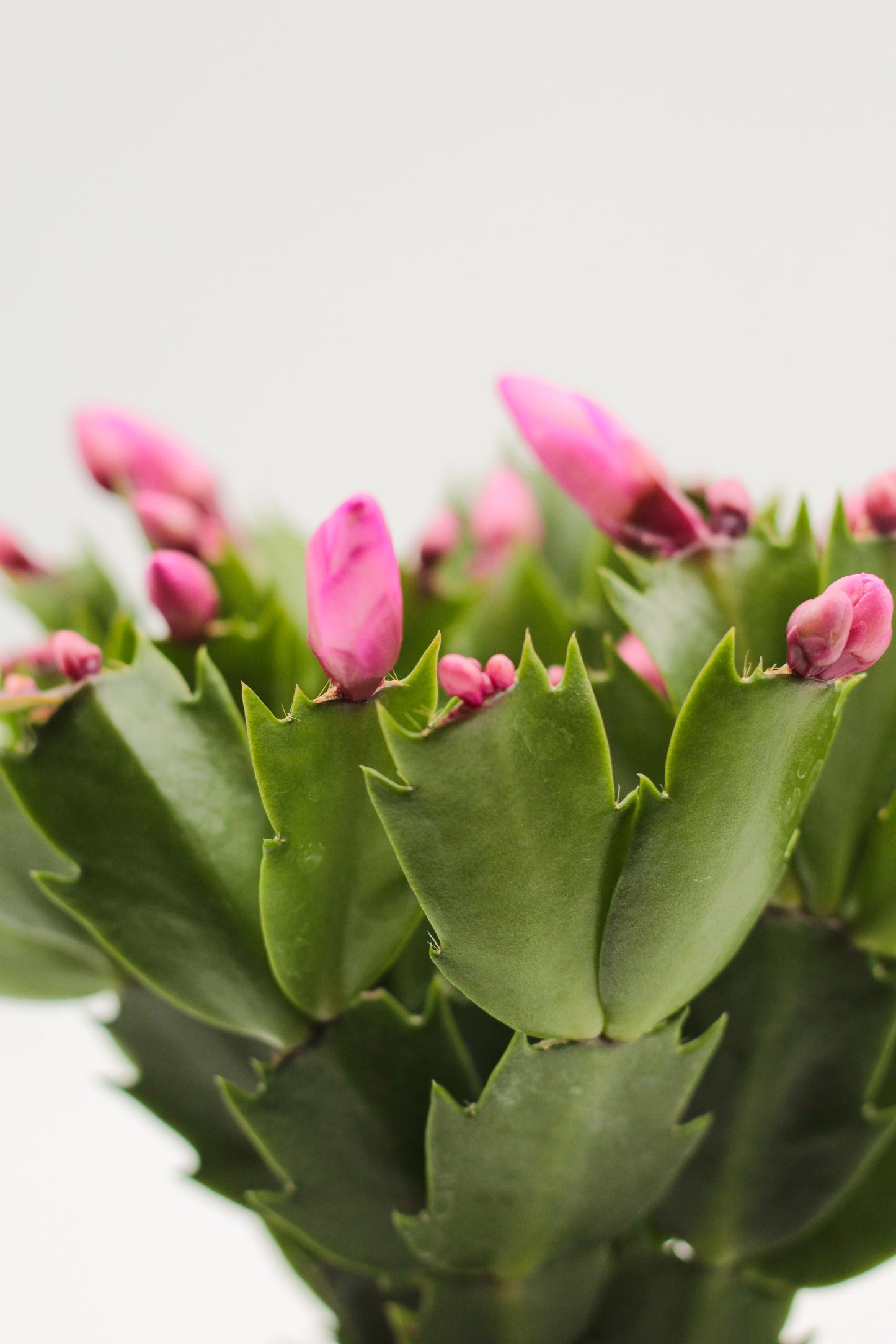 Schlumbergera lidcactus "Kerstcactus"