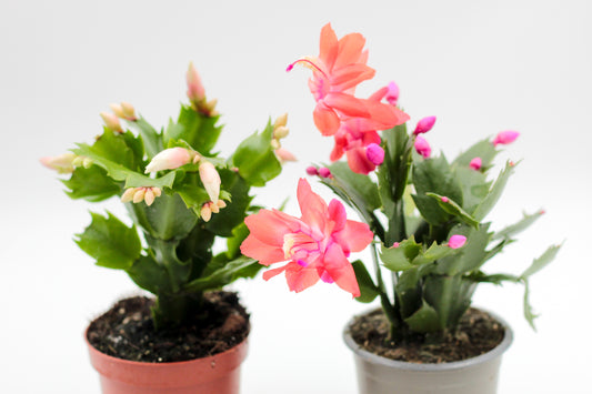 Schlumbergera lidcactus "Kerstcombo's"