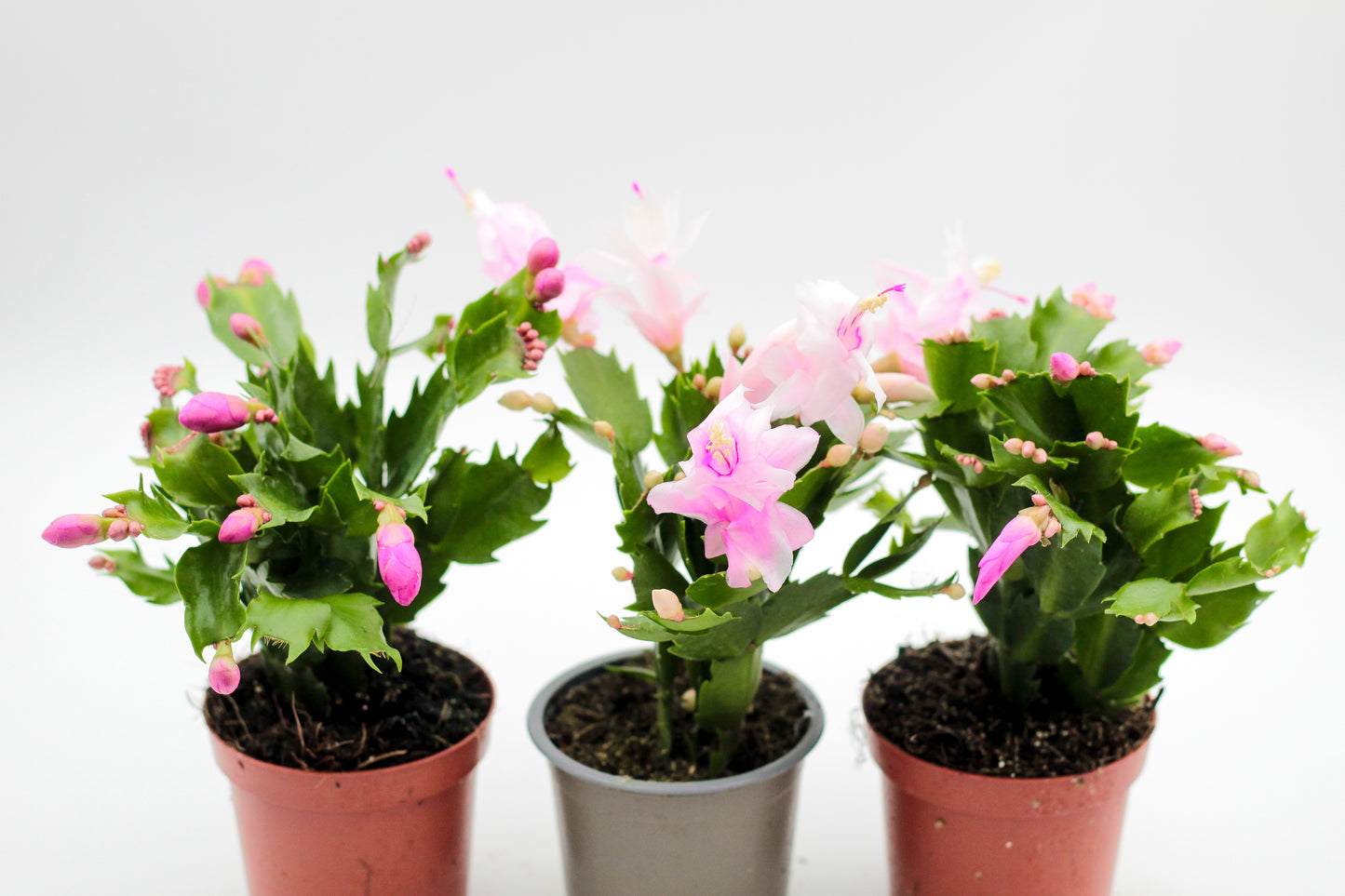 Schlumbergera lidcactus "Kerstcombo's"