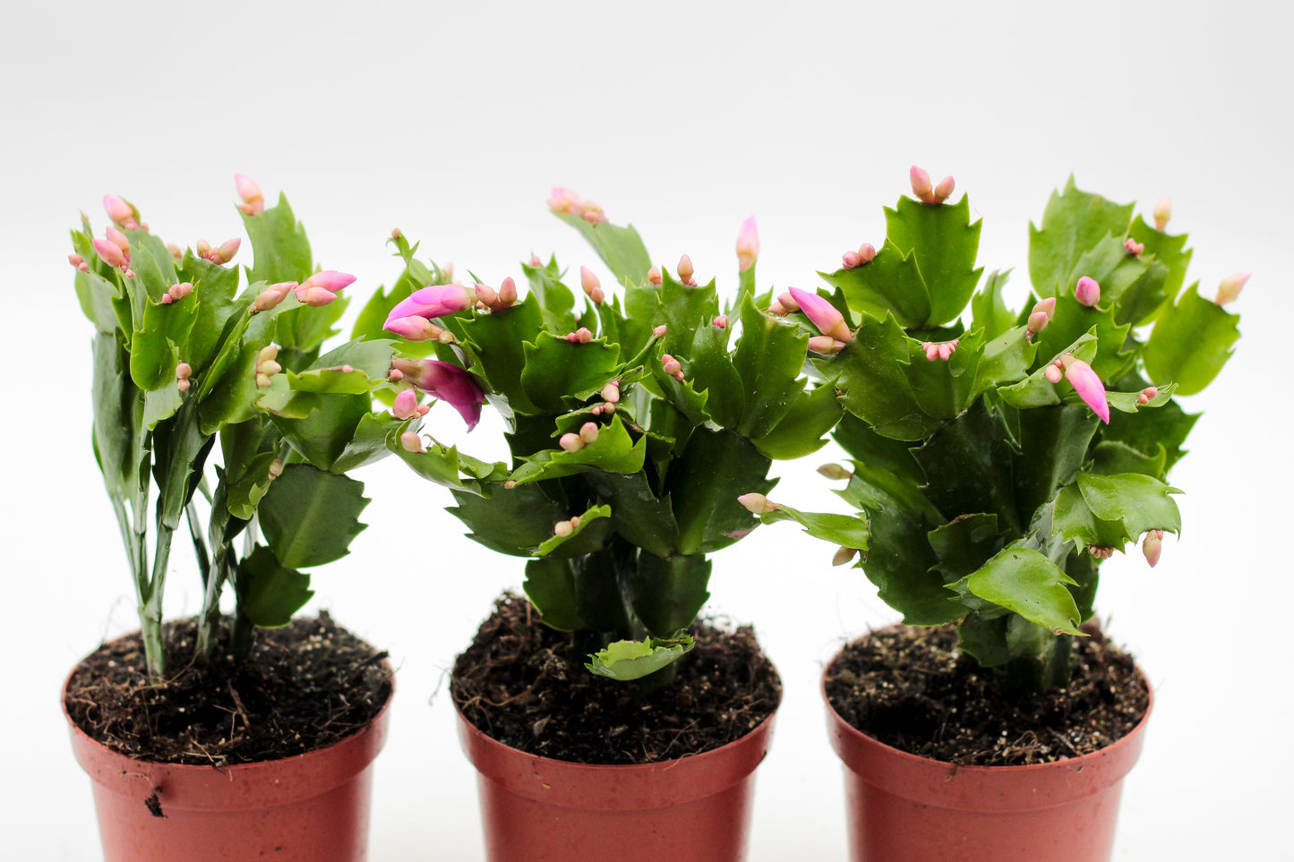 Schlumbergera lidcactus "voordeelpacks"