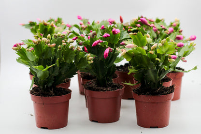 Schlumbergera lidcactus "voordeelpacks"