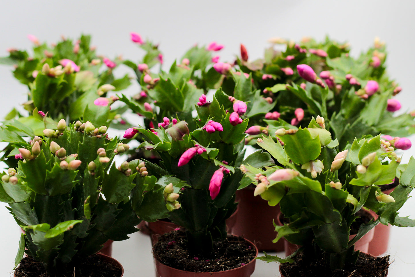 Schlumbergera lidcactus "voordeelpacks"