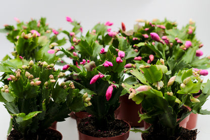 Schlumbergera lidcactus "voordeelpacks"