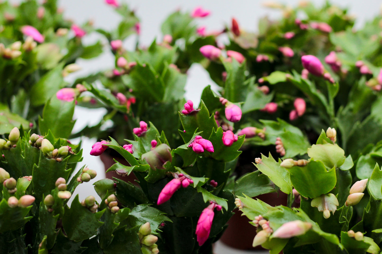 Schlumbergera lidcactus "voordeelpacks"