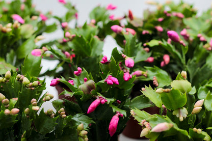 Schlumbergera lidcactus "voordeelpacks"