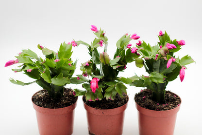 Schlumbergera lidcactus "voordeelpacks"
