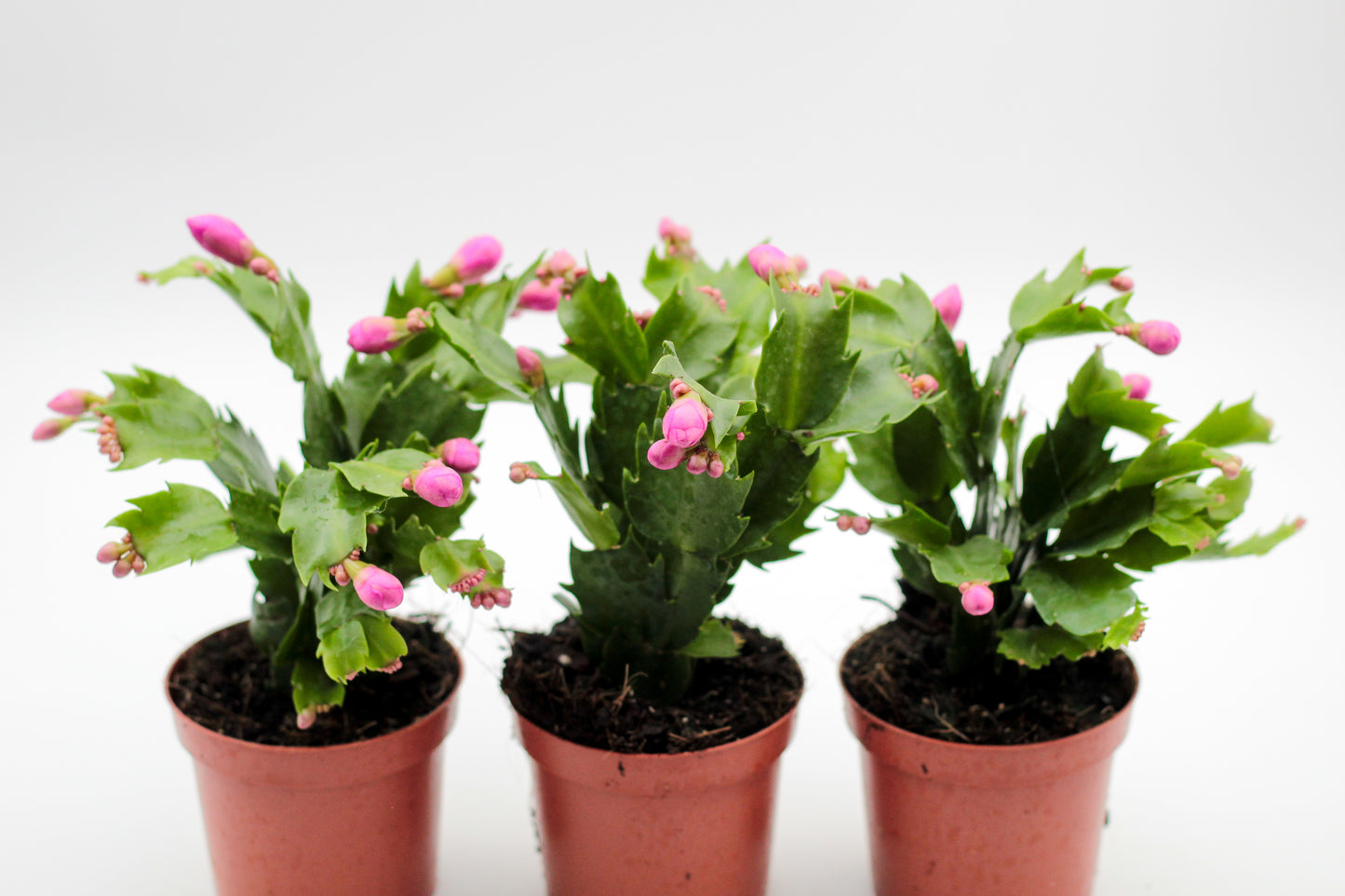 Schlumbergera lidcactus "voordeelpacks"