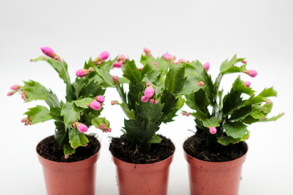 Schlumbergera lidcactus "voordeelpacks"
