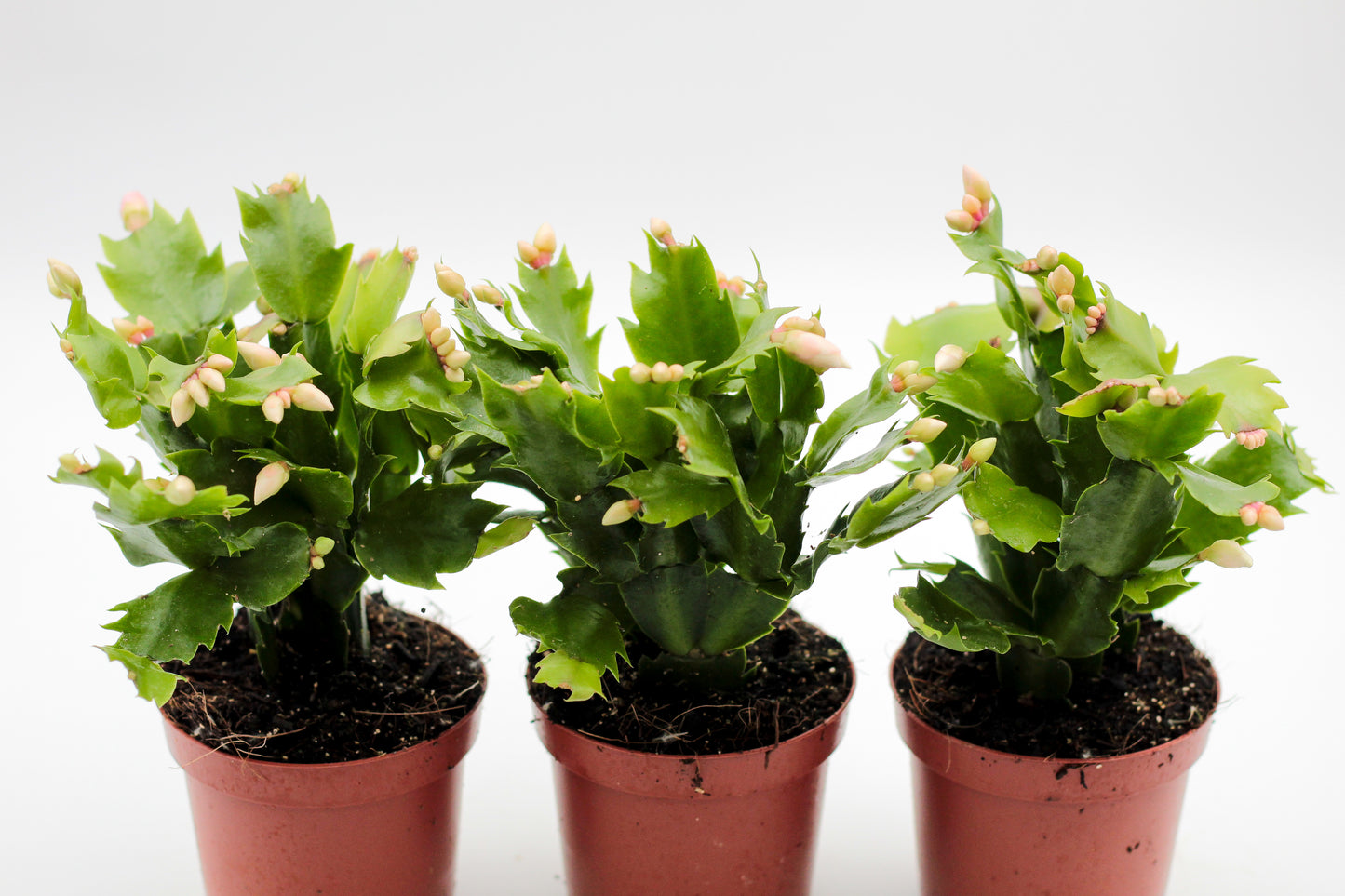 Schlumbergera lidcactus "voordeelpacks"