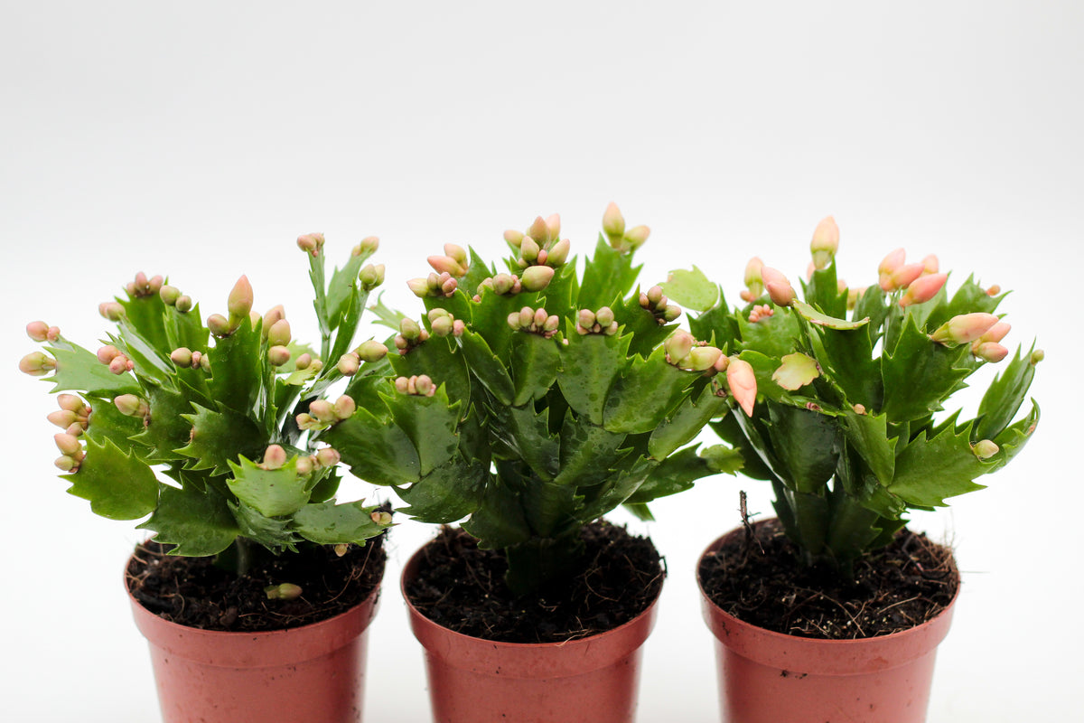 Schlumbergera lidcactus in bloei, verkrijgbaar in meerdere kleuren – kerstcactus bestellen of kopen