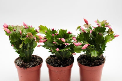 Schlumbergera lidcactus "voordeelpacks"