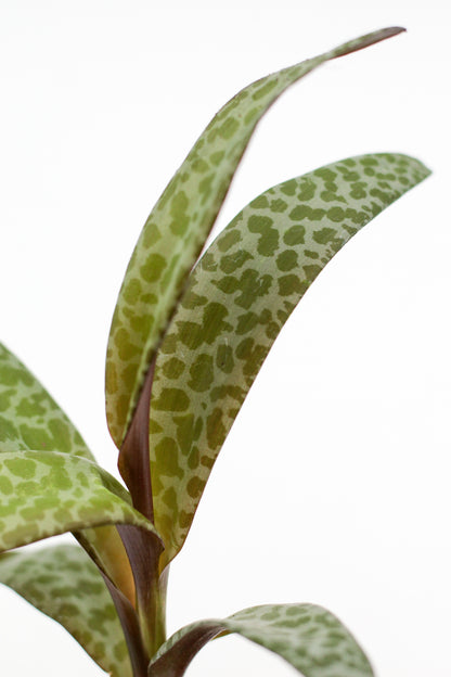 Scilla socialis (Ledebouria socialis)