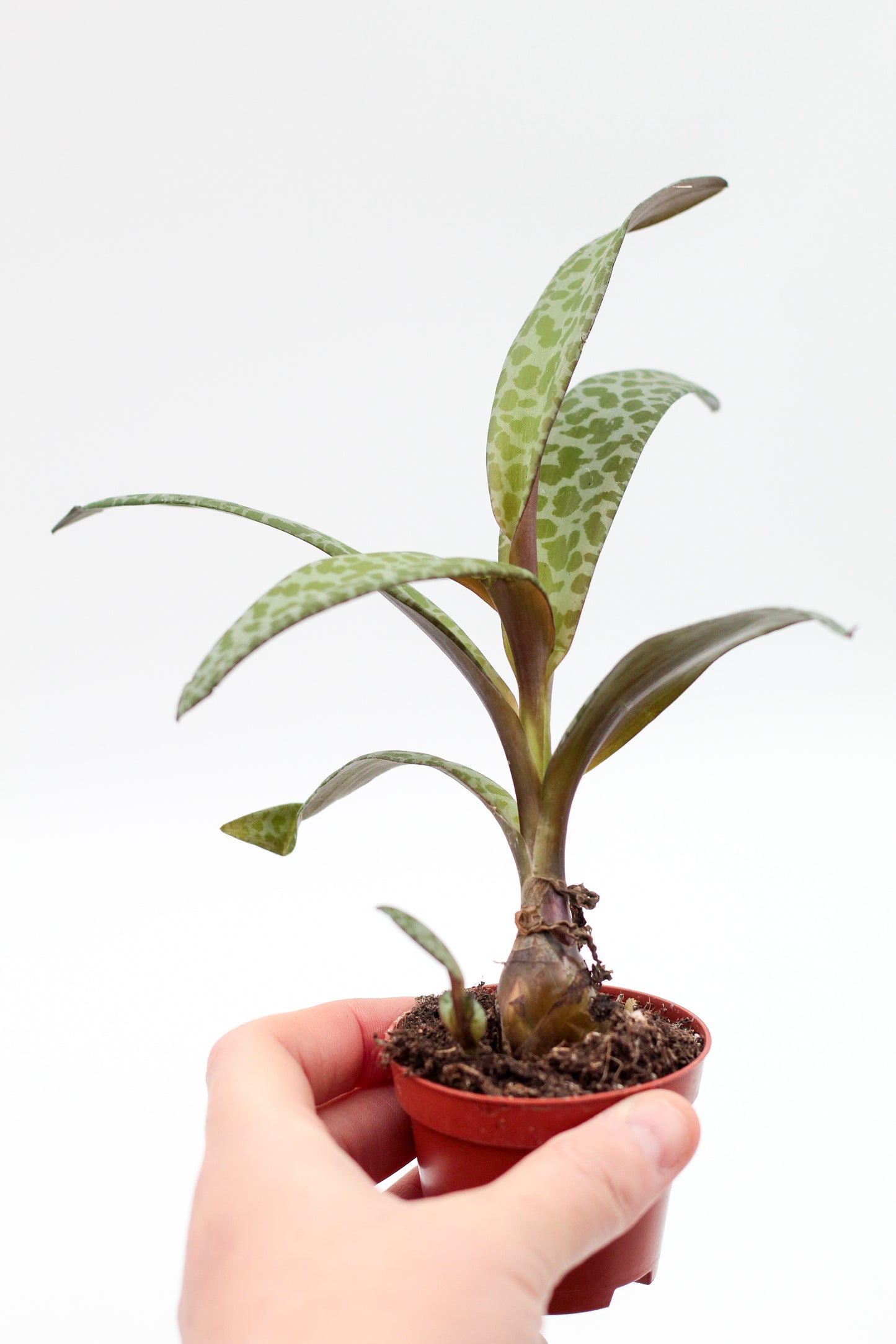 Scilla socialis (Ledebouria socialis)