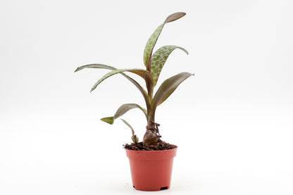 Scilla socialis (Ledebouria socialis)