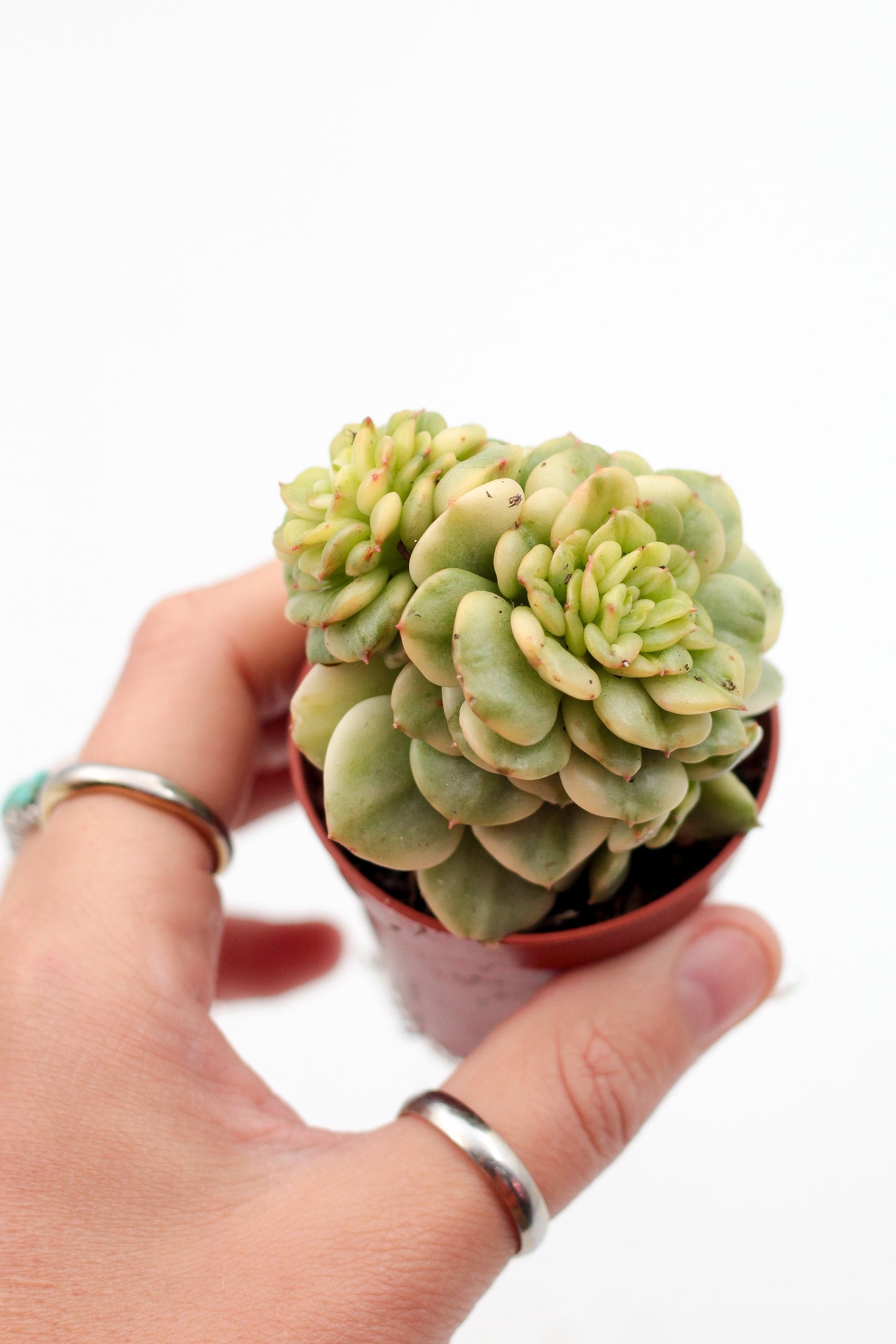 Sedeveria Rolly variegata
