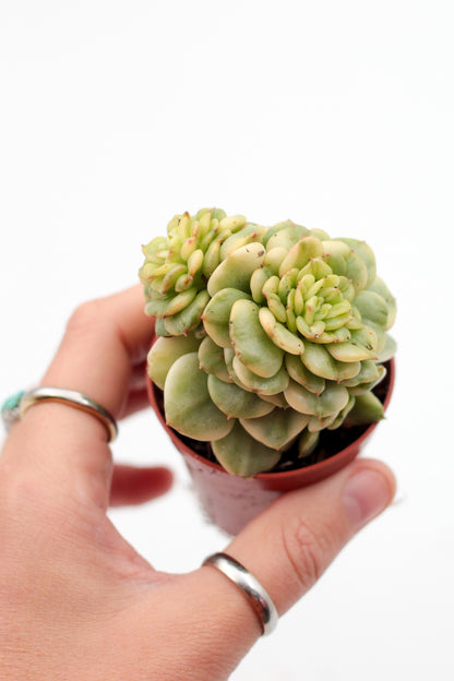 Sedeveria Rolly variegata
